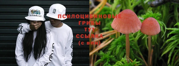 сатива Беломорск